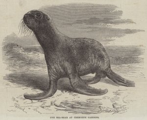 Cremorne Bahçeleri'ndeki Deniz Ayısı by Thomas W. Wood
